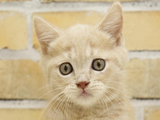 広島県のブリティッシュショートヘアー (ペッツワン広島LECT店/2024年4月7日生まれ/男の子/クリーム)の子猫